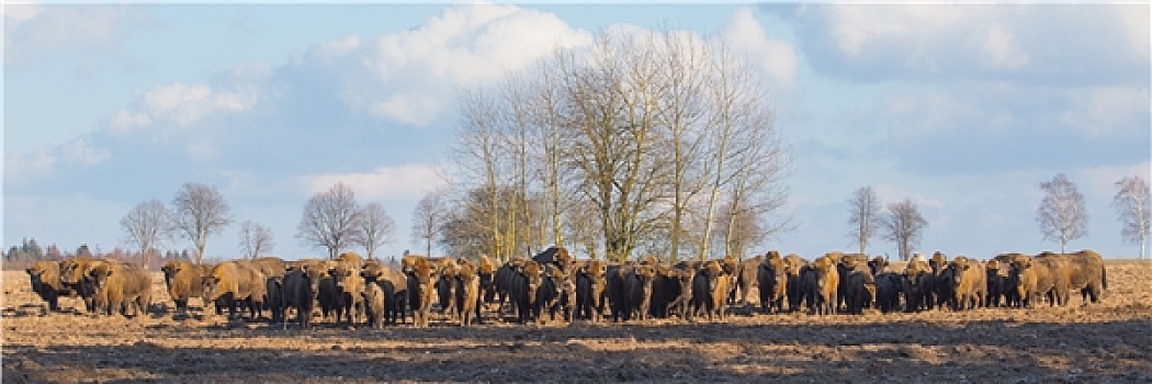 欧洲野牛,牧群,冬天,晴天