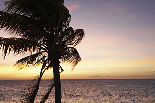 棕榈树,博奈尔岛,荷属列斯群岛