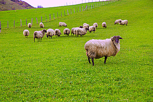 绵羊,比利牛斯山脉,纳瓦拉,放牧,西班牙