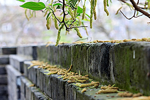 城墙,古代建筑,特写,植物,细节