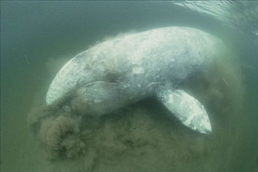 灰鲸,仰视,进食,温哥华岛,不列颠哥伦比亚省
