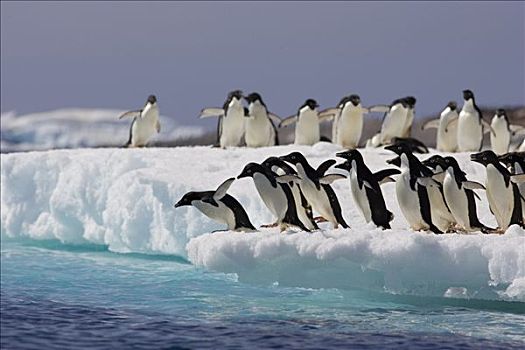 阿德利企鹅,准备,跃起,浮冰,保利特岛,南极