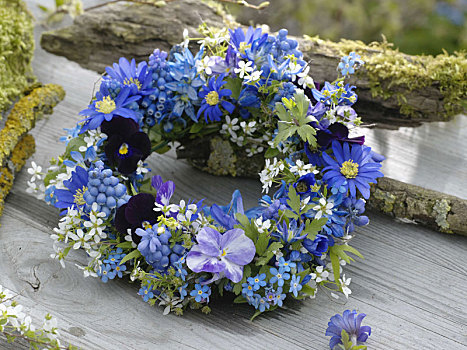 蓝色,春天,花环,射香兰属,希腊银莲花
