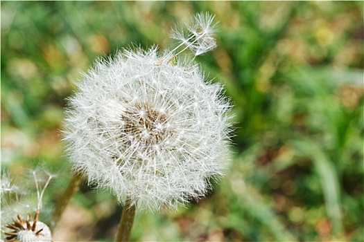 种球,蒲公英,絮球,草坪