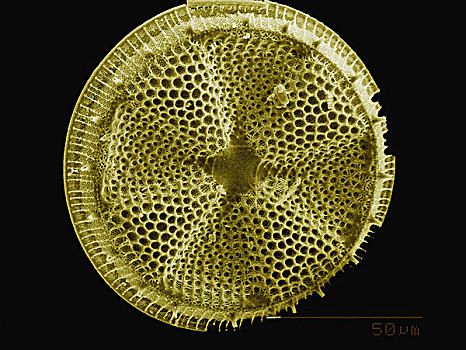 色彩,硅藻属,壳