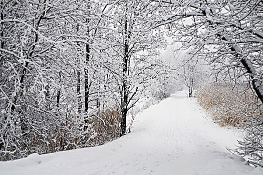 小路,排列,树,积雪,魁北克,加拿大