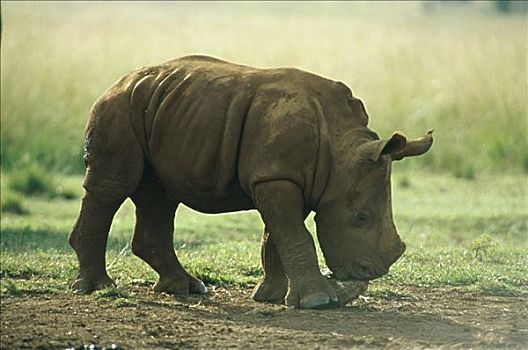 白犀牛,南非