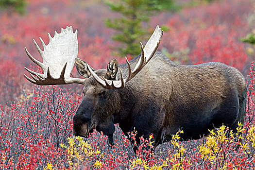 阿拉斯加,驼鹿,雄性动物,秋天,彩色,苔原,德纳里峰国家公园