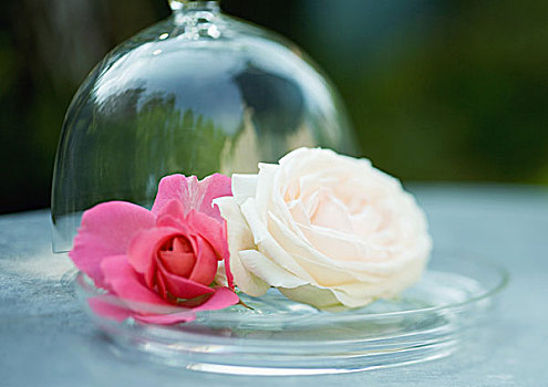 玫瑰花,玻璃盘