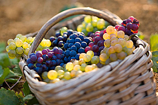 柳条篮,五个,不同,品种,葡萄