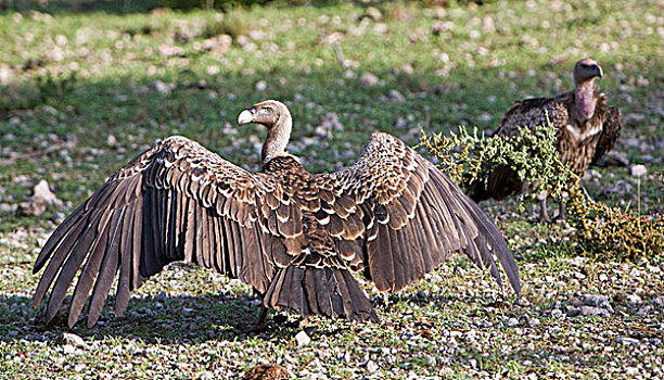非洲,坦桑尼亚,粗毛秃鹫,恩戈罗恩戈罗,保护区