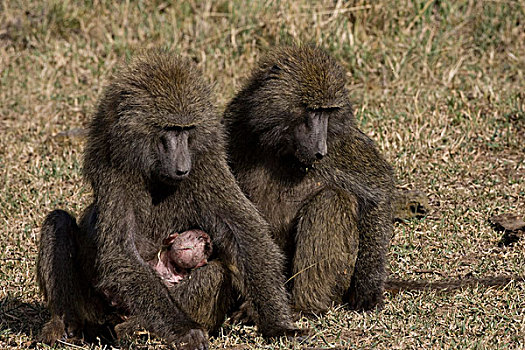肯尼亚,母亲,狒狒,新生