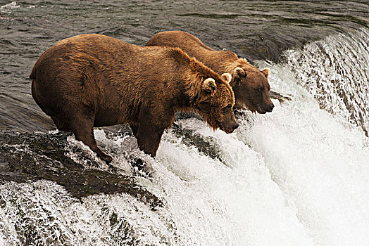 两个,棕熊,凝视,水,上面,溪流,瀑布,等待,三文鱼,跳跃,阿拉斯加,美国