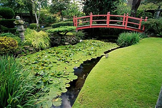 桥,上方,水塘,日本,花园,爱尔兰