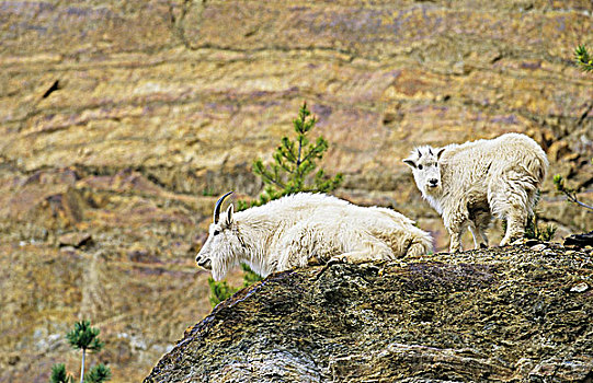 石山羊,保姆,岩石上,脸,不列颠哥伦比亚省,加拿大