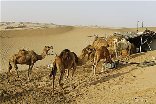 小屋,骆驼,沙漠,居民,阿布扎比,阿联酋,亚洲