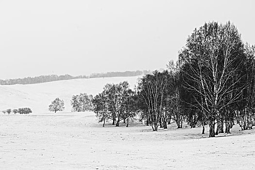 杨树背雪原