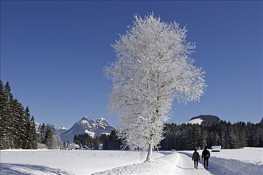 两个,远足者,道路,白霜,遮盖,桦树,施蒂里亚,奥地利