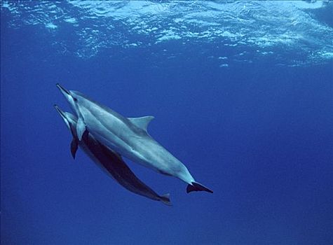 飞旋海豚,长吻原海豚,一对,游泳,一起,巴西