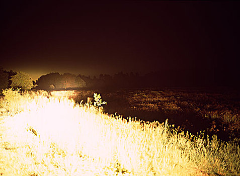 前灯,发光,室外,上方,石南,夜晚,鲜明,突出,草,正面