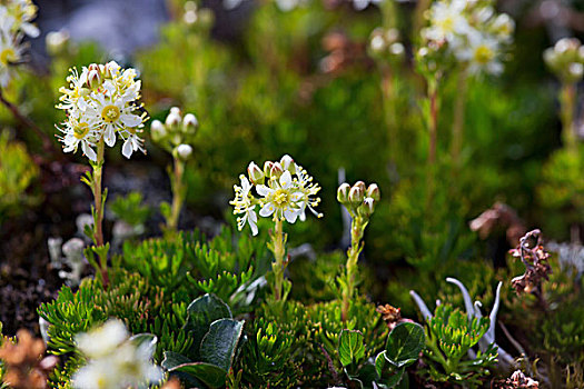 小,白色,虎耳草属植物,花,盛开,阿拉斯加,美国