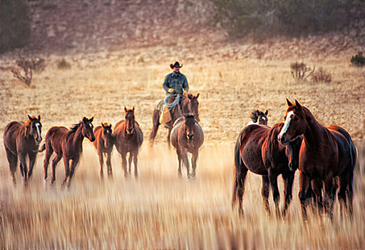 牛仔,马,牧场,新墨西哥