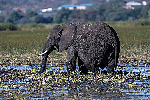 非洲,灌木,大象,非洲象,进食,河岸,河,乔贝,乔贝国家公园,博茨瓦纳