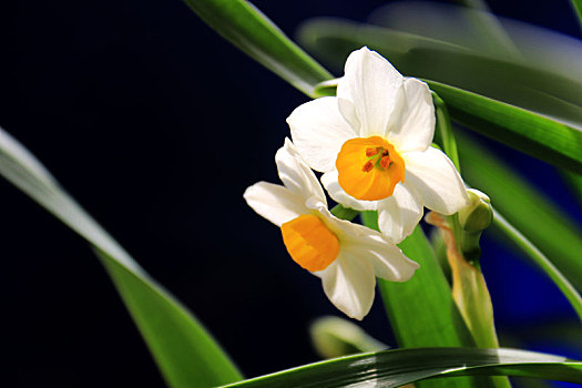 水仙花