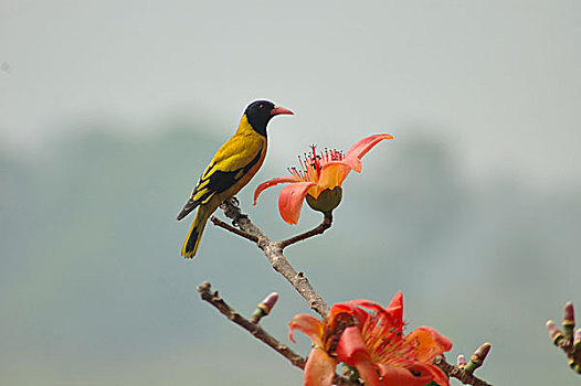鸟,孟加拉,2008年