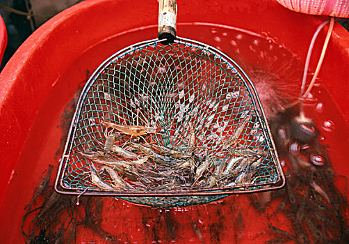 虾,渔网