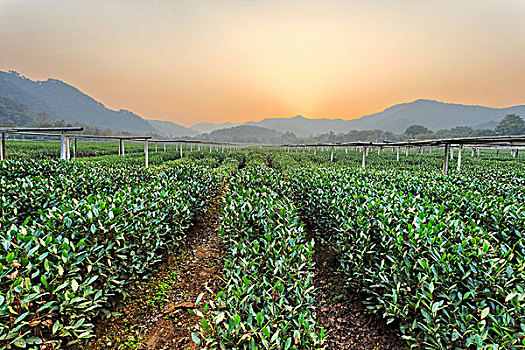 茶树,花园,乡村地区