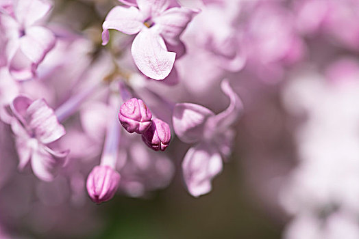 丁香花