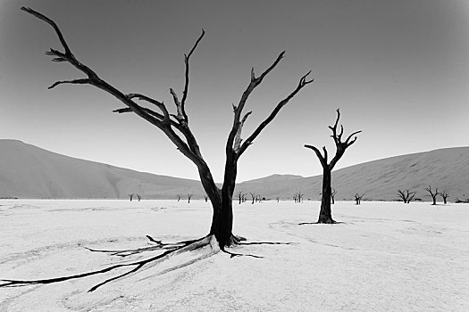 死亡,树,纳米比亚,图像,数码