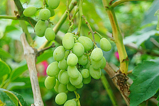 生长中的青涩葡萄