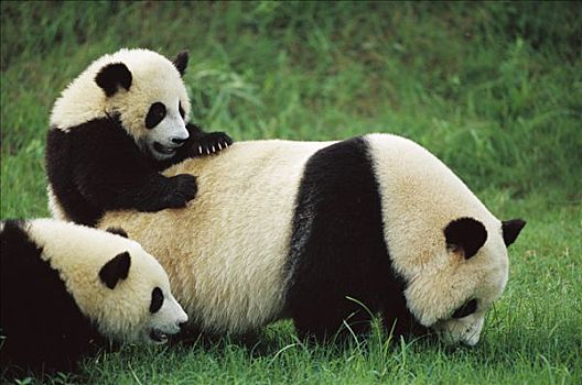 大熊猫,女性,成都,熊猫,饲养,研究中心,中国