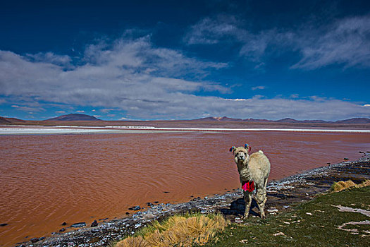 玻利维亚乌尤尼盐湖红湖羊驼