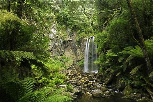 瀑布,奥特威,国家公园,维多利亚,澳大利亚