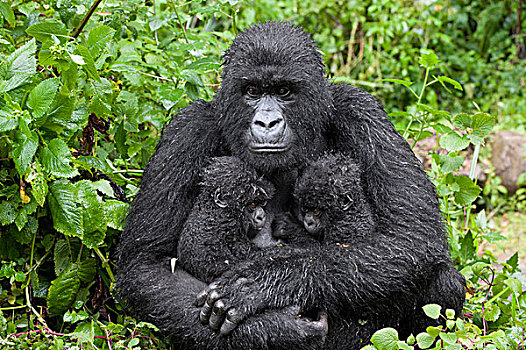 山地大猩猩,大猩猩,母亲,拿着,五个,老,相似,幼仔,国家,卢旺达