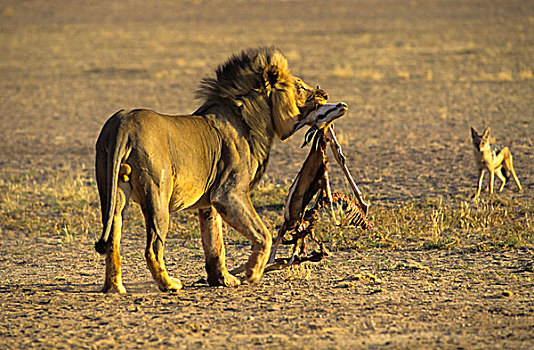 雄性,狮子,捕食,卡拉哈迪大羚羊国家公园,北开普,南非,非洲