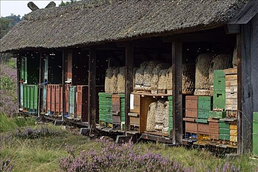 养蜂,蜂巢,花,石南花,自然保护区,下萨克森,德国,欧洲