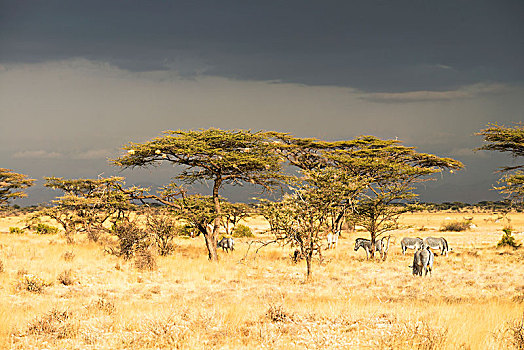 细纹斑马,放牧,金合欢树,风暴,萨布鲁国家公园,肯尼亚