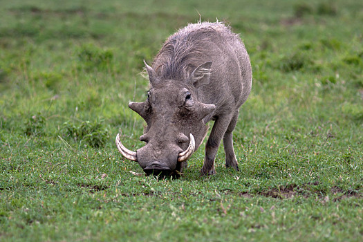疣猪,国家公园,纳库鲁,肯尼亚