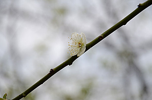 梅花