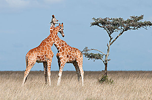 网纹长颈鹿,长颈鹿,亲昵,肯尼亚