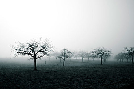 果树,雾