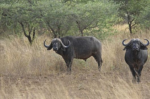 非洲水牛,南非水牛,雄性动物,肯尼亚,非洲