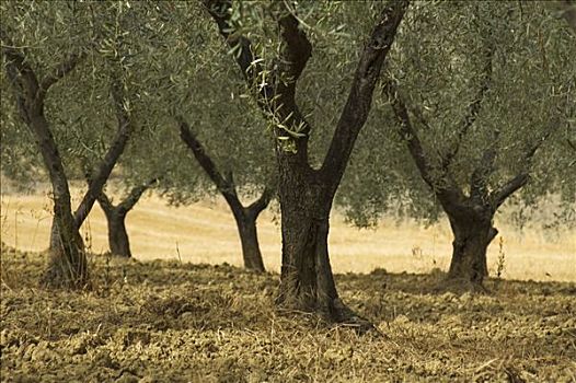 橄榄林,托斯卡纳,意大利