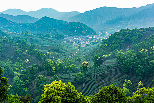 杭州梅家坞茶山