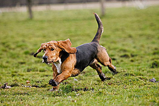 巴塞特猎犬,跑,草地
