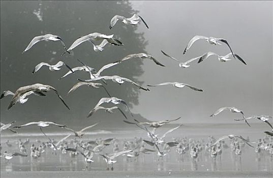飞,海鸥,环太平洋国家公园,温哥华岛,不列颠哥伦比亚省,加拿大